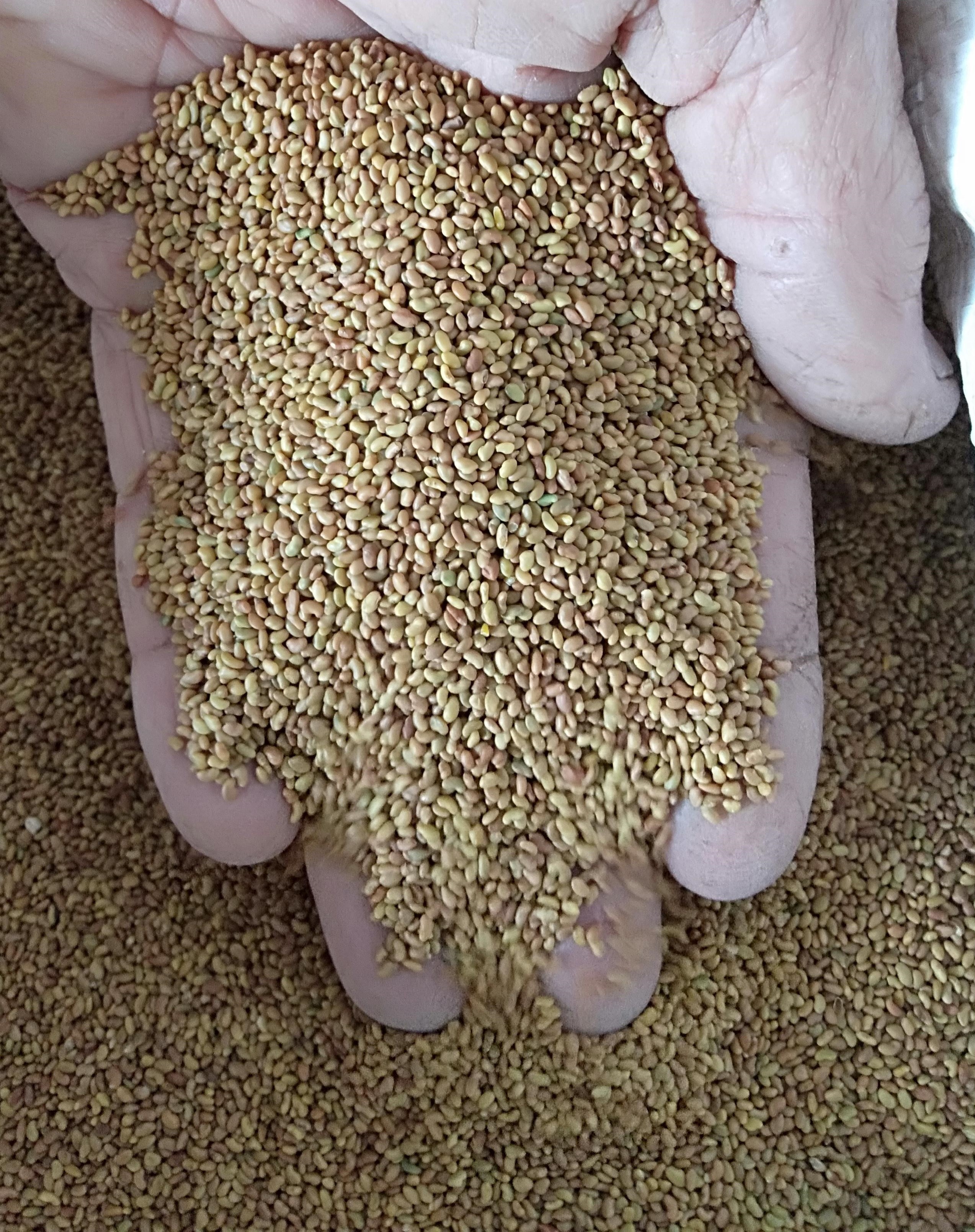 Lucerne Seed Grain & Seed Pasture Seed Lucerne For Sale